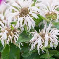 Monarda'Balmy White'