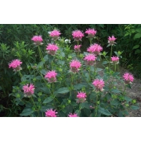 Monarda'Marshall's Delight'