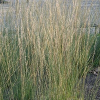 Molinia caerulea'Dauerstrahl'