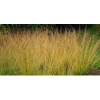 Molinia caerulea'Poul Petersen'