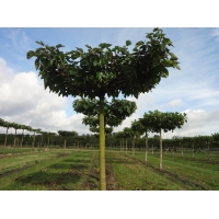 Morus alba'Fruitless' dakvorm 