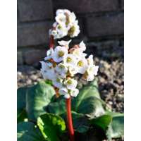 Bergenia'Jelle'