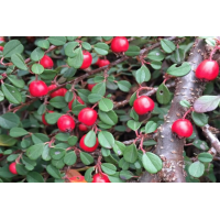 Cotoneaster nanshan'Boer' 