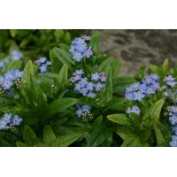 Myosotis palustris