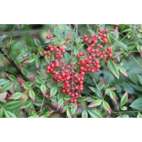 Nandina domestica 