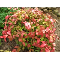 Nandina domestica'Fire Power' 