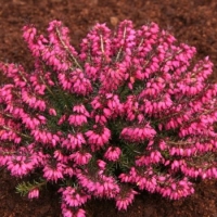 Erica carnea'Nathalie' 