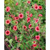 Potentilla nepalensis'Miss Wilmott'