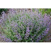 Nepeta faassenii'Junior Walker'