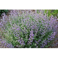 Nepeta faassenii'Junior Walker'