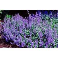 Nepeta faassenii'Dropmore'