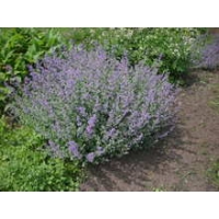 Nepeta'Grol'