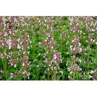 Nepeta grandiflora'Dawn to Dusk'