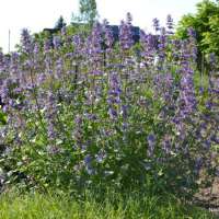 Nepeta grandiflora'Zinner's giant'