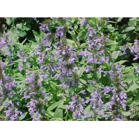 Nepeta subsessilis