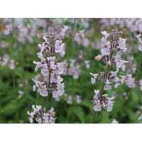 Nepeta racemosa'Amelia' 