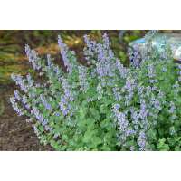 Nepeta faassenii'Blue Wonder'