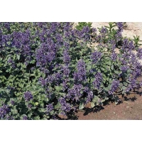 Nepeta mussinii