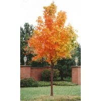 Acer truncatum 