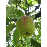 Appel'Notarisappel' 