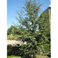 Nothofagus antarctica 