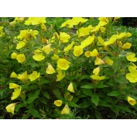Oenothera fruticosa'Sonnenwende'