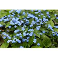 Omphalodes verna