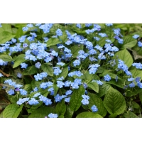 Omphalodes verna