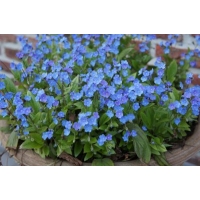 Omphalodes cappadocica'Cherry Ingram'