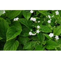 Omphalodes verna'Alba'