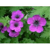 Geranium'Dragon Heart'