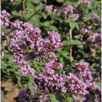 Origanum laevigatum'Purple Charm'