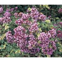 Origanum laevigatum'Hopleys'