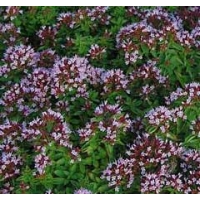 Origanum vulgare'Compactum' 
