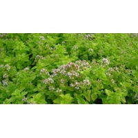 Origanum vulgare'Thumble's Variety'
