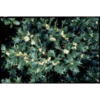 Osmanthus heterophyllus 