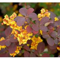 Berberis officinalis'Superba' 