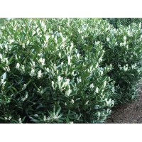 Prunus laurocerasus'Otto Luycken' 