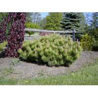 Pinus thunbergii'Banshosho' 