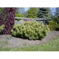 Pinus thunbergii'Banshosho 