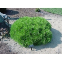 Pinus densiflora'Low Glow' 