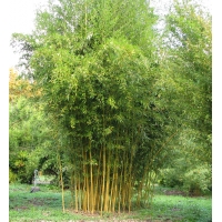 Phyllostachys aureosulcata'Spectabilis' - Bamboe 
