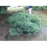 Pinus strobus'Radiata' 