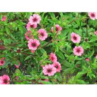 Potentilla nepalensis'Ron Mcbeath'