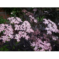 Sambucus nigra'Black Beauty' 