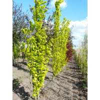 Fagus sylvatica'Dawyck's Gold' 