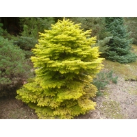 Abies nordmanniana'Golden Spreader' 