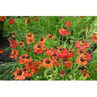 Helenium'Kupferzwerg'