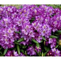Rhododendron yakushianum'Bohlkens Lupinenberg' 