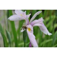 Iris ensata'Topas'